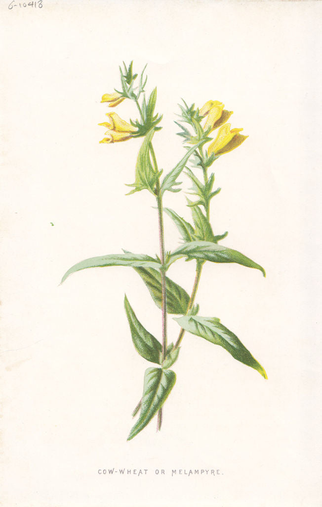 FLOWERS. Cow-Wheat or Melampyre c1895 old antique vintage print picture
